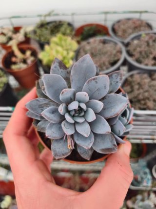 Graptoveria Lulu 8.5cm