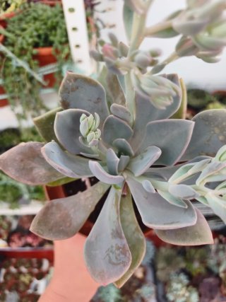 Graptoveria híbrido 13cm