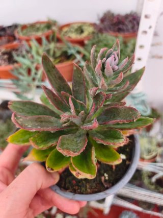 Echeveria 12cm