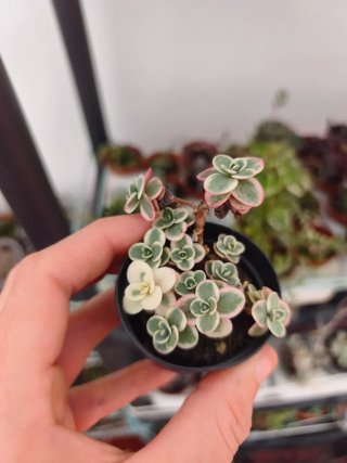 Sedum variegata 5.5cm