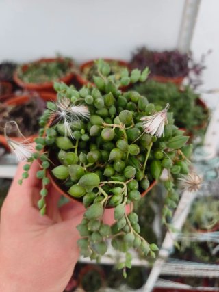 Senecio rowleyanus 8.5cm