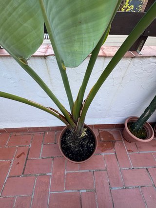 Planta bananero grande