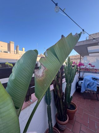 Planta bananero grande
