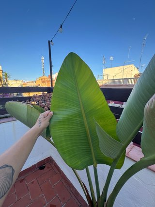 Planta bananero grande