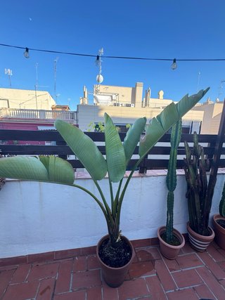 Planta bananero grande