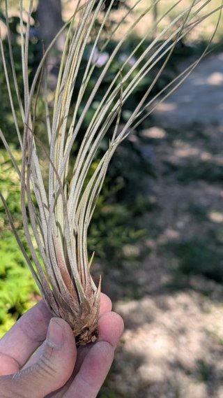 Soporte Cerámica Artesanal para Plantas de Aire