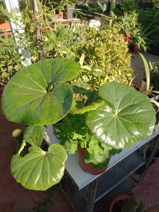Planta con hojas grandes y verdes (Boina de vasco)