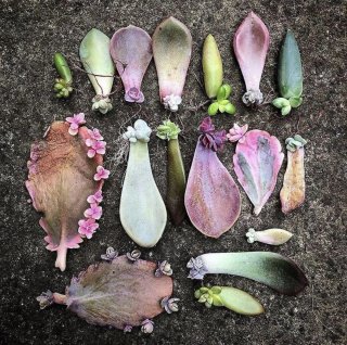 Mix talee piante grasse