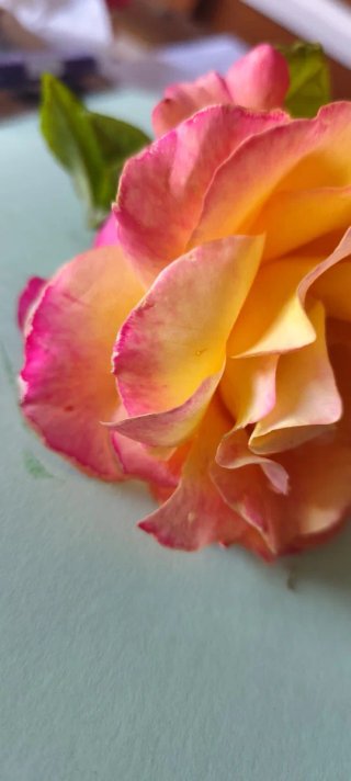 Orecchini Rosa Peace