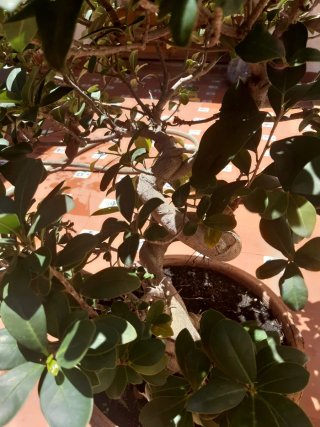 Bonsái Ficus Ginseng Grande