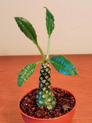 Planta.Caudex.Dorstenia Foetida.