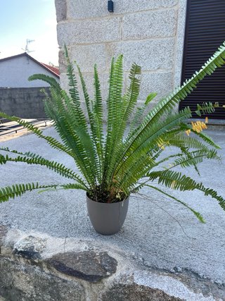 Planta de helecho en maceta