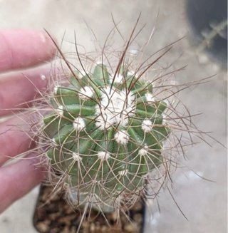 Copiapoa Superba Cactus