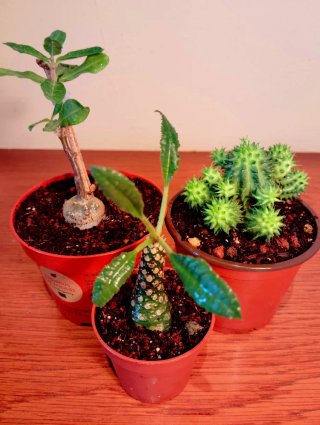 Planta.Pack 3 Plantas.