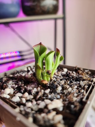 Heliamphora minor x heterodoxa - Planta Carnívora