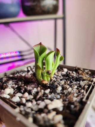 Heliamphora minor x heterodoxa - Planta Carnívora