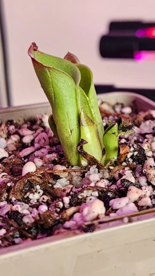 Heliamphora minor x heterodoxa - Planta Carnívora