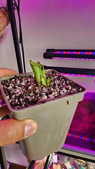 Heliamphora minor x heterodoxa - Planta Carnívora