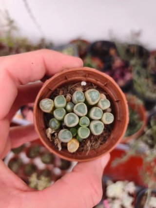 Suculentas y cactus 5.5cm
