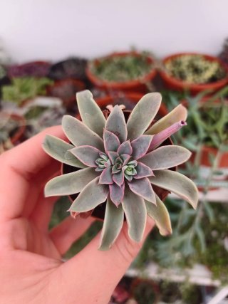 Echeveria famtome 5.5cm