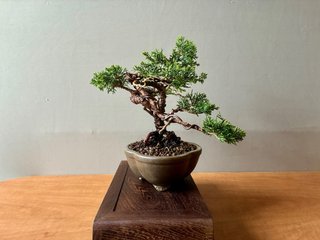 Bonsái Junípero Itoigawa