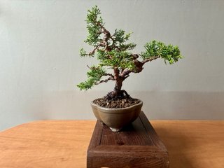 Bonsái Junípero Itoigawa