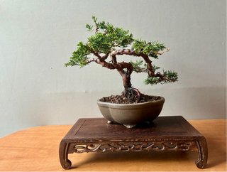 Bonsái Junípero Itoigawa