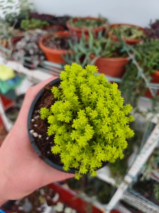 Sedum tokio 10.5cm
