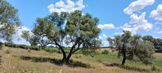 Terreno rústico, parcelas campo