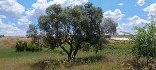 Terreno rústico, parcelas campo