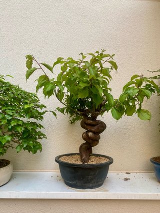 Bonsái Prunus Mume retorcido