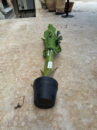 Planta Artificial Interior 110cm