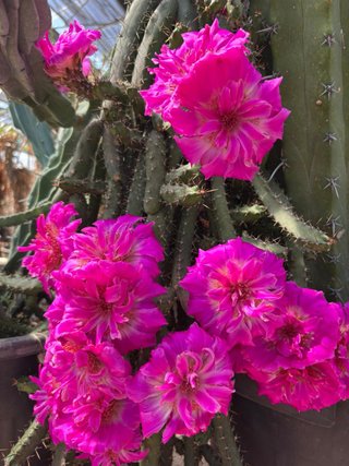 Talea Echinocereus pentalophus - Cactus Fiorito