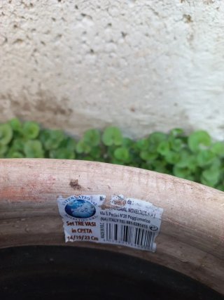 Set di due vasi in creta con finitura graffiata.