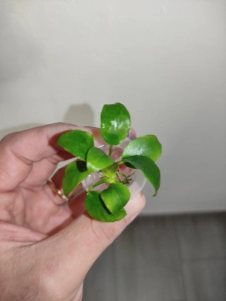Anubias barteri nana pianta acquario