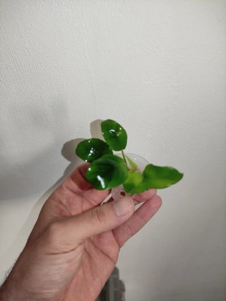Anubias barteri nana pianta acquario