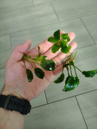 Anubias barteri nana pianta acquario