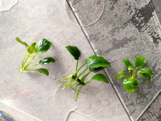Anubias barteri nana pianta acquario