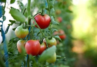 Semillas Tomates Antiguos y Plantón