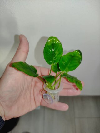 Anubias barteri nana - 25 piante