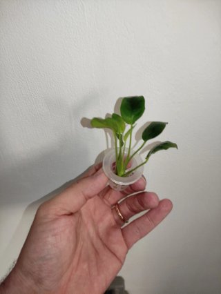 10 Piante Anubias Barteri Nanaa