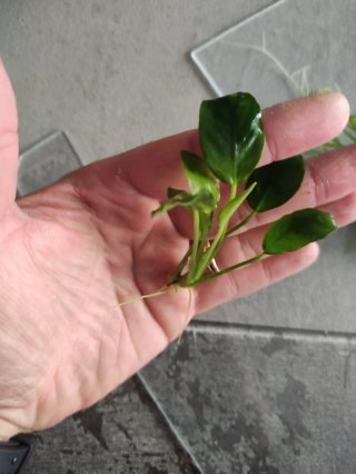 10 Piante Anubias Barteri Nanaa