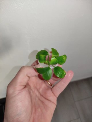 10 Piante Anubias Barteri Nanaa