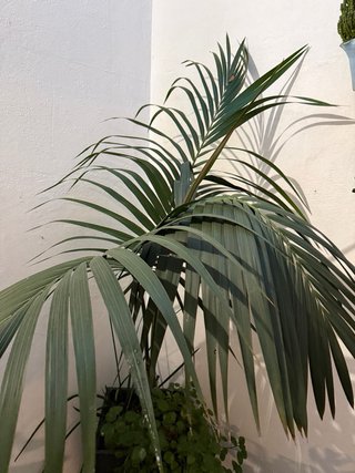 Palmera Kentia
