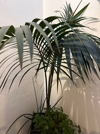 Palmera Kentia