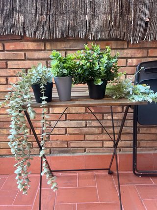Scaffale a parete con 4 piante