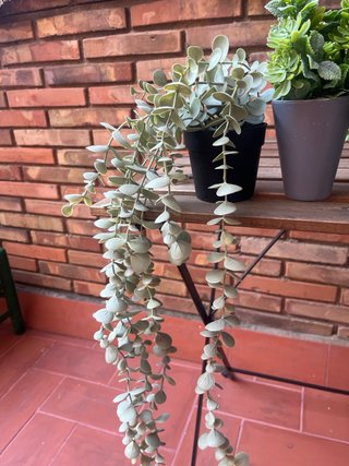 Scaffale a parete con 4 piante