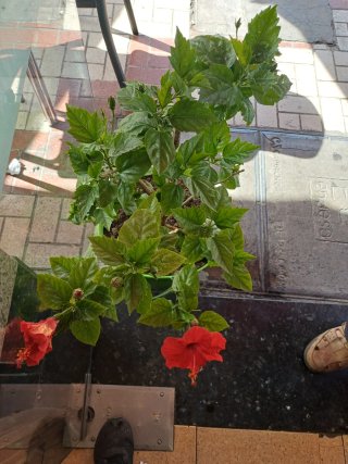 Planta de hibisco con flor roja