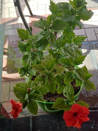 Planta de hibisco con flor roja