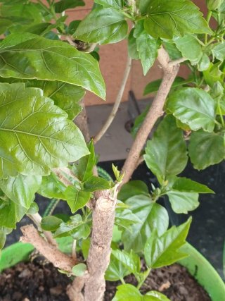 Planta de hibisco con flor roja